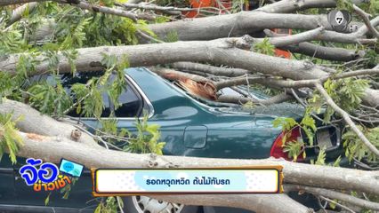 รอดหวุดหวิด ต้นไม้ทับรถ