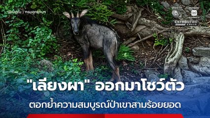 “เลียงผา” ออกมาโชว์ตัว ตอกย้ำความสมบูรณ์ป่าเขาสามร้อยยอด