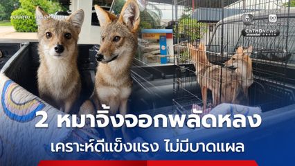 2 หมาจิ้งจอกพลัดหลง เคราะห์ดีแข็งแรง ไม่มีบาดแผล