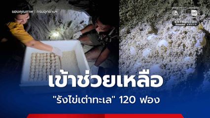 อุทยานแห่งชาติหมู่เกาะชุมพร เข้าช่วยเหลือ “รังไข่เต่าทะเล 120 ฟอง” เจ้าหน้าที่เร่งย้ายสู่พื้นที่ปลอดภัย พร้อมดูแลอย่างใกล้ชิด