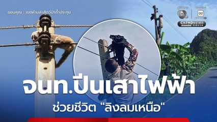 เจ้าหน้าที่ปีนเสาไฟฟ้า ช่วยชีวิต “ลิงลมเหนือ”
