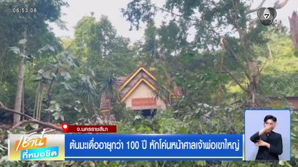 ต้นมะเดื่ออายุกว่า 100 ปี หักโค่นหน้าศาลเจ้าพ่อเขาใหญ่