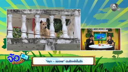 หมา-แมวจร ปมขัดแย้งในวัด