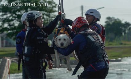 นวล สุนัข K9 USARThailand ฝึกเสร็จแล้ว พร้อมปฏิบัติภารกิจ