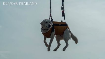 นวล สุนัข K9 USARThailand ฝึกเสร็จแล้ว พร้อมปฏิบัติภารกิจ