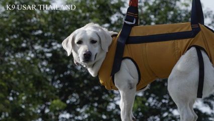 นวล สุนัข K9 USARThailand ฝึกเสร็จแล้ว พร้อมปฏิบัติภารกิจ