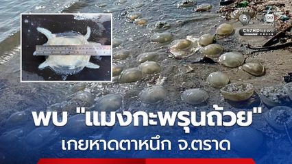 กรมทะเลฯ ลงพื้นที่ตรวจสอบ พบ "แมงกะพรุนถ้วย" เป็นชนิดที่มีพิษไม่รุนแรง เกยบริเวณหาดตาหนึก จ.ตราด