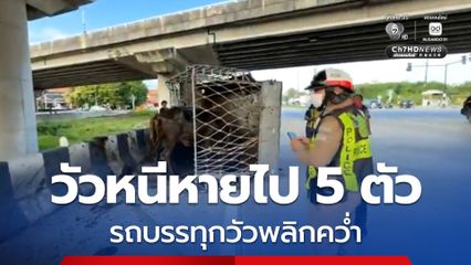 รถบรรทุกวัวพลิกคว่ำ วัวตกใจกระโดดออกจากคอก วิ่งข้ามถนนหนีหายไป 5 ตัว