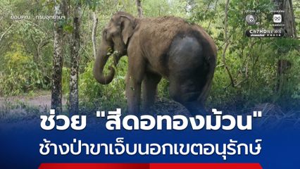 ช่วย “สีดอทองม้วน” ช้างป่าขาเจ็บนอกเขตอนุรักษ์