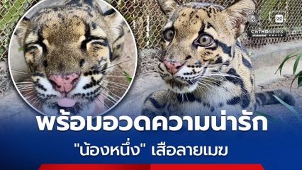พร้อมอวดความน่ารัก สวนสัตว์เปิดเขาเขียว เปิดบ้าน “น้องหนึ่ง” เสือลายเมฆ  มุ่งส่งเสริมการเรียนรู้สัตว์ป่าหายาก พร้อมจัดกิจกรรม 28 ก.ค. นี้ เด็กอายุไม่เกิน 12 ปี เข้าฟรี