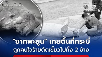 กรมทะเลตรวจสอบ “ซากพะยูน” เกยตื้นถูกตัดเขี้ยวที่กระบี่ ลุยแจ้งความเอาผิดคนตัดเขี้ยว