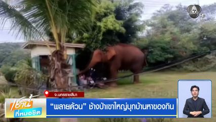 พลายด้วน ช้างป่าเขาใหญ่บุกบ้านหาของกิน จ.นครราชสีมา
