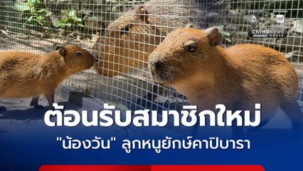 พร้อมเสิร์ฟความน่ารัก สวนสัตว์เปิดเขาเขียว ต้อนรับสมาชิกใหม่ "น้องวัน" ลูกหนูยักษ์คาปิบารา พร้อมจัดกิจกรรม 28 ก.ค. นี้ เด็กอายุไม่เกิน 12 ขวบ เข้าฟรี
