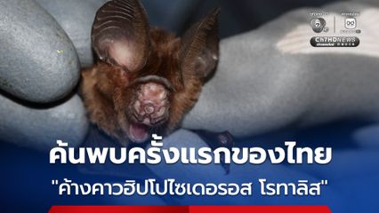 ค้นพบ “ค้างคาวฮิปโปไซเดอรอส โรทาลิส” ครั้งแรกของไทย ในผืนป่าหินสามวาฬ