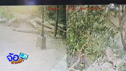 ต้นมะเดื่ออายุกว่า 100 ปี หักโค่นหน้าศาลเจ้าพ่อเขาใหญ่