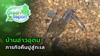 Green Report : บ้านอ่าวอุดม กับภารกิจคืนปูสู่ทะเล