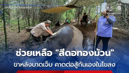 ทีมสัตวแพทย์เข้ารักษา “สีดอทองม้วน” บาดเจ็บขาหลัง เตรียมเครื่องเอกซเรย์มาประเมินอาการ