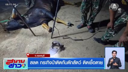 สลด กระทิงป่าติดกับดักสัตว์ ติดเชื้อตาย จ.เพชรบุรี