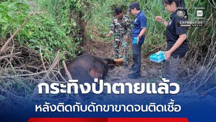 กระทิงป่าตายแล้ว หลังติดกับดักขาขาดจนติดเชื้อ