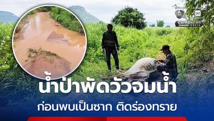 ฝนตกกระหน่ำ อ.ครบุรี จ.นครราชสีมา ทำน้ำป่าไหลหลาก พัดวัวชาวบ้านจมน้ำลอยไปไกลกว่า 1 กม. ก่อนมาพบเป็นซาก ติดในร่องทราย