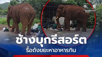 ช้างบุกรีสอร์ต รื้อถังขยะหาอาหารกิน