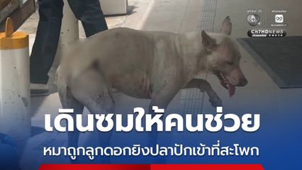 เดินซมให้คนช่วย หมาถูกลูกดอกยิงปลาปักเข้าที่สะโพก