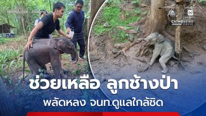 อุทยานแห่งชาติไทรโยค ช่วยหลือ ลูกช้างป่า พลัดหลง อยู่ในสภาพอิดโรย ขาดน้ำอย่างรุนแรง กลางป่าแม่น้ำน้อย พร้อมเคลื่อนย้ายด่วน ส่งทีมสัตวแพทย์ดูแลอย่างใกล้ชิด