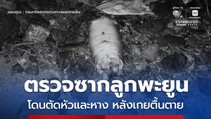 ตรวจซากลูกพะยูน โดนตัดหัวและหาง หลังเกยตื้นตาย
