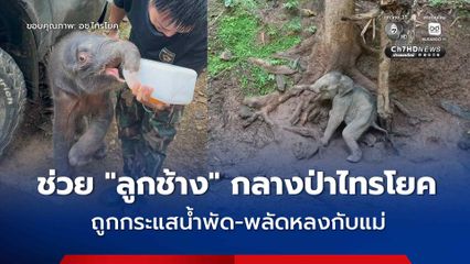 ฝ่ากระแสน้ำช่วย “ลูกช้างป่า” ถูกกระแสน้ำพัดช่วงฝนตกหนักทำให้พลัดหลงแม่ กลางป่าไทรโยค