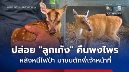 อช.รามคำแหง ส่ง “ลูกเก้งเขาหลวง” คืนสู่ป่าลึกอย่างปลอดภัย หลังวิ่งหนีตายจากไฟป่ามาซบตักเจ้าหน้าที่