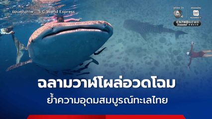 ฉลามวาฬโผล่อวดโฉมใกล้ชิดต้อนรับนักท่องเที่ยว ที่เรือจม–เกาะง่ามน้อย