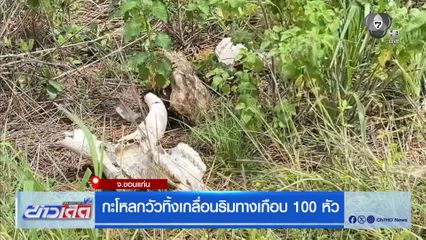 กะโหลกวัวทิ้งเกลื่อนริมทางเกือบ 100 หัว จ.ขอนแก่น