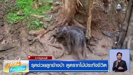 รุดช่วยลูกช้างป่า ดูดรากไม้ประทังชีวิต