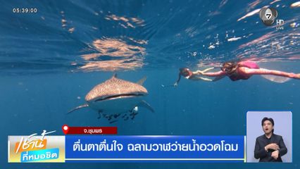 ตื่นตาตื่นใจ ฉลามวาฬว่ายน้ำอวดโฉม