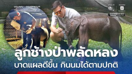 ลูกช้างป่าพลัดหลง บาดแผลดีขึ้น กินนมได้ตามปกติ
