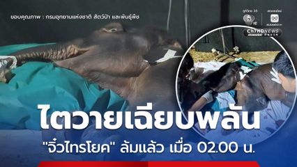 สุดยื้อ​ จิ๋วไทรโยค ลูกช้างป่าพลัดหลง ล้มแล้ว เมื่อเวลา 02.00 น.​ ด้วยอาการไตวายเฉียบพลัน​