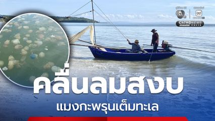 คลื่นลมสงบแมงกะพรุนเต็มทะเลชายหาดบ้านไม้รูด