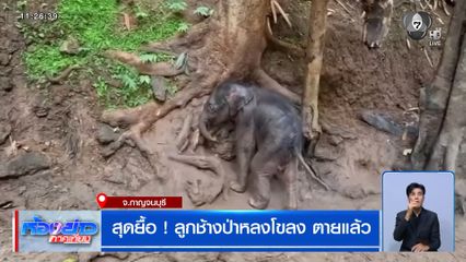 สุดยื้อ ! "จิ๋วไทรโยค" ลูกช้างป่าหลงโขลง กลับดาวช้างแล้ว