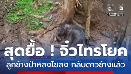 สุดยื้อ ! "จิ๋วไทรโยค" ลูกช้างป่าหลงโขลง กลับดาวช้างแล้ว