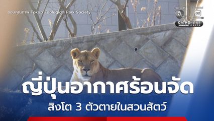 ญี่ปุ่นร้อนจัด ! สิงโต 3 ตัวในสวนสัตว์โตเกียวล้มตาย