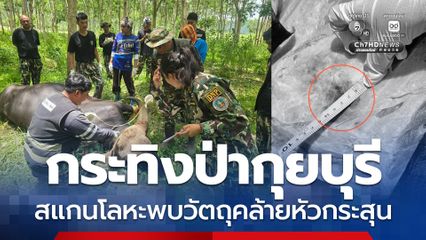 กระทิงป่ากุยบุรี มีร่องรอยถูกยิง สแกนโลหะพบวัตถุคล้ายหัวกระสุน