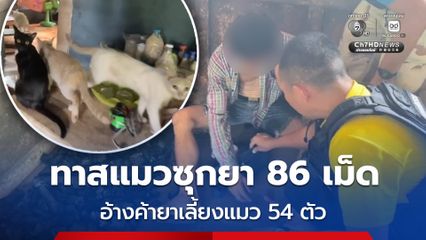 รวบหนุ่มทาสแมว ซุกยาบ้า 86 เม็ด อ้างค้ายา หาเงินเป็นค่าหมอ-ค่าอาหารแมว 54 ตัว