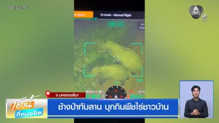 ช้างป่าทับลาน บุกกินพืชไร่ชาวบ้าน
