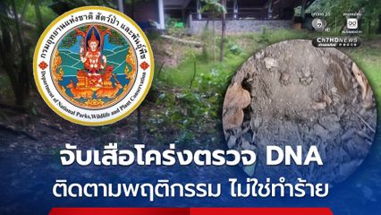 ทีมผู้เชี่ยวชาญ กรมอุทยานฯ เร่งจับเสือโคร่งตรวจ DNA เทียบขนที่ทิ้งไว้ใกล้จุดเจ้าหน้าที่เสียชีวิต