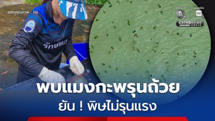 กรมทะเลฯ ลงพื้นที่ตรวจสอบแมงกะพรุนหาดไม้รูด จ.ตราด พบแมงกะพรุนถ้วย ชนิดที่มีพิษไม่รุนแรง พร้อมแนะวิธีปฐมพยาบาลที่ถูกต้อง