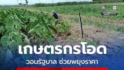 เกษตรกรโอด พืชผลทางการเกษตรราคาตกต่ำ สวนทางค่าครองชีพ วอนรัฐบาลเห็นใจ ช่วยพยุงราคา