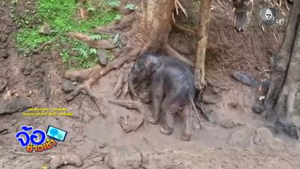 รุดช่วยลูกช้างป่า ดูดรากไม้ประทังชีวิต