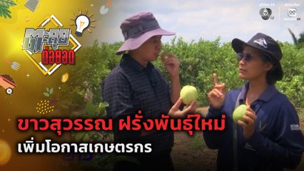 ตะลุยต่อยอด : ขาวสุวรรณ ฝรั่งพันธุ์ใหม่ เพิ่มโอกาสเกษตรกร