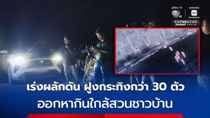 จนท.เฝ้าระวัง เร่งผลักดันกลับป่ หลังพบฝูงกระทิงป่าทับลานกว่า 30 ตัว ออกหากินที่ภูลำไย