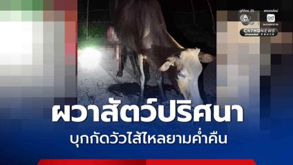 ชาวบ้านผวา สัตว์ป่าปริศนาบุกกัดวัวไส้ไหลยามค่ำคืน
